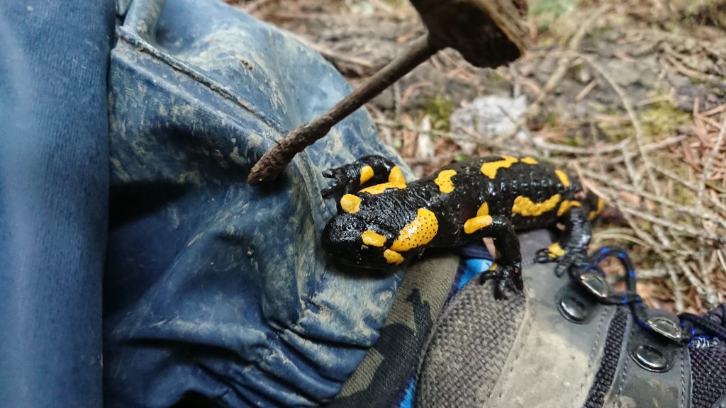 fire salamander on my boot